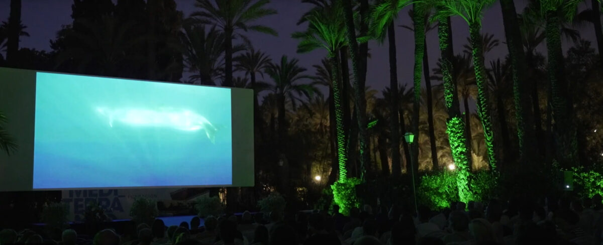 El Cinema d'Elx comença la seua 48a edició amb un programa ple de projeccions i activitats